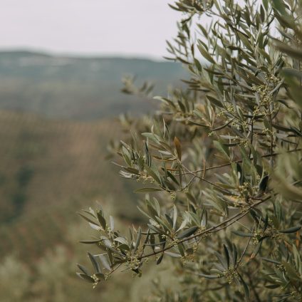 Rinnovabili • Cala la produzione di olio d'oliva