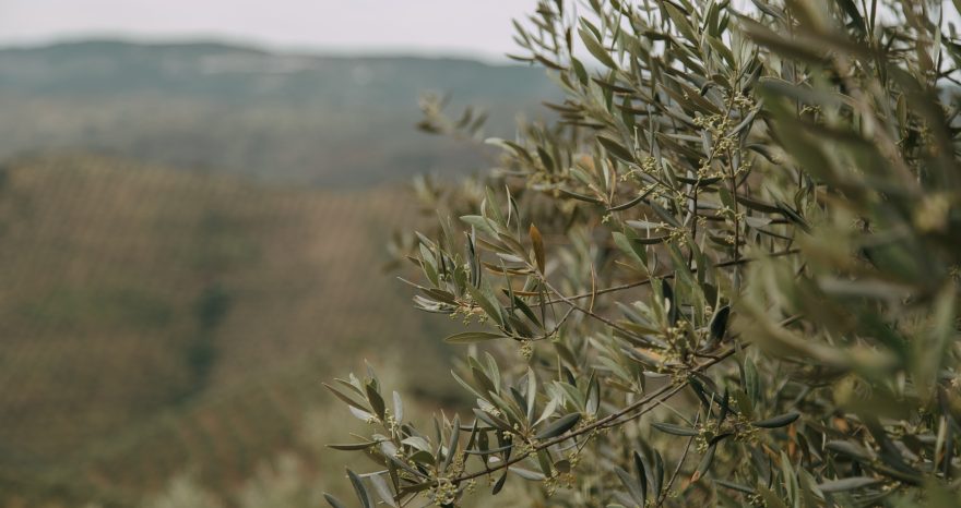 Rinnovabili • Cala la produzione di olio d'oliva