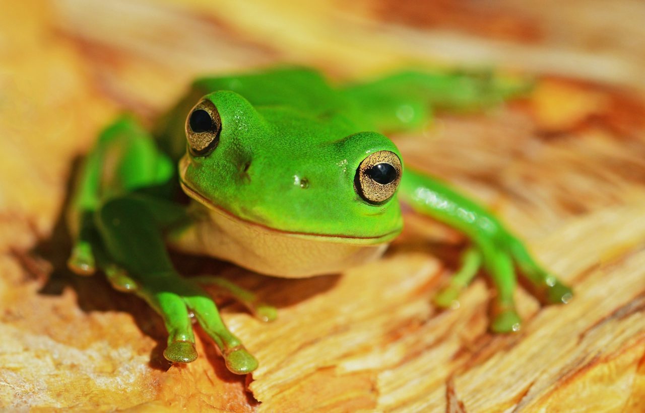 Rinnovabili • Finanza per la biodiversità: + 40% in 1 anno, ma obiettivi lontani