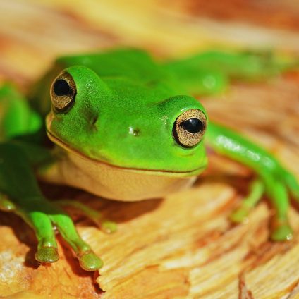 Rinnovabili • Finanza per la biodiversità: + 40% in 1 anno, ma obiettivi lontani