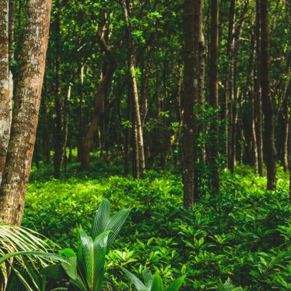 Rinnovabili • Foreste tropicali: caldo e siccità aumentano la perdita di carbonio