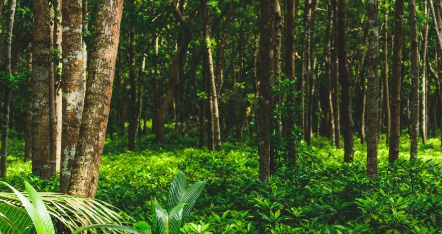 Rinnovabili • Foreste tropicali: caldo e siccità aumentano la perdita di carbonio