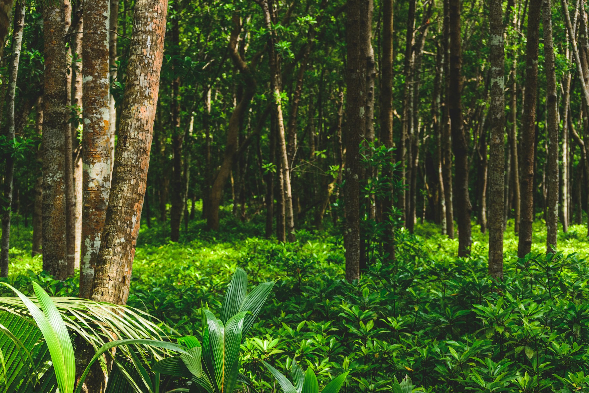 Foreste tropicali: caldo e siccità aumentano la perdita di carbonio