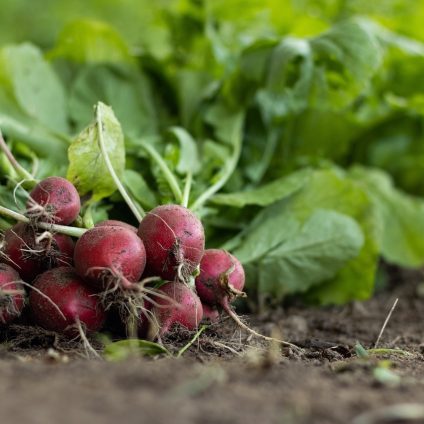 Rinnovabili • L'UE sostiene l'agricoltura biologica in modo efficace?