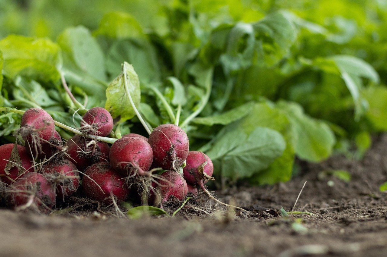 Rinnovabili • L'UE sostiene l'agricoltura biologica in modo efficace?