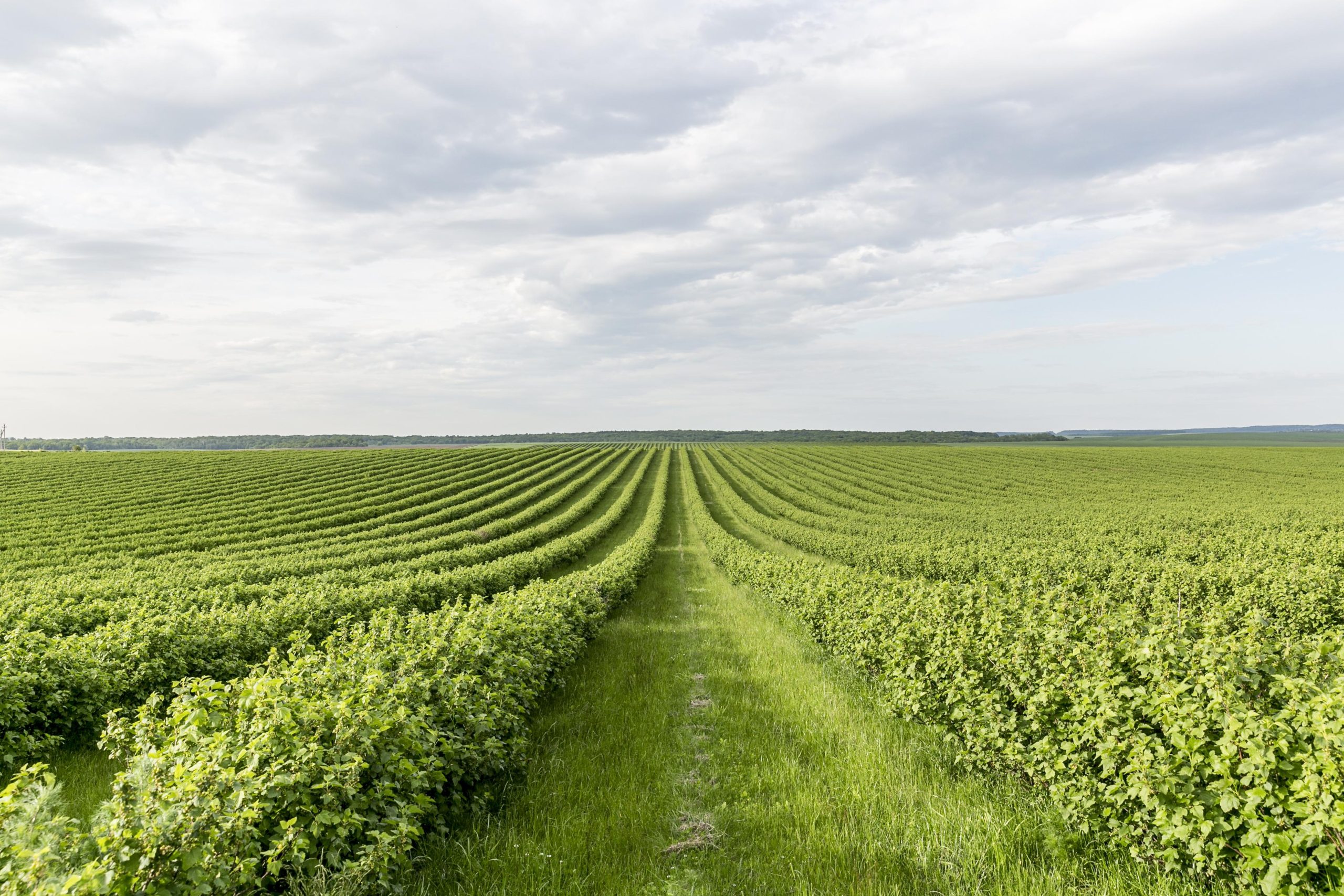 La nuova PAC tra aspettative degli agricoltori e obiettivi green