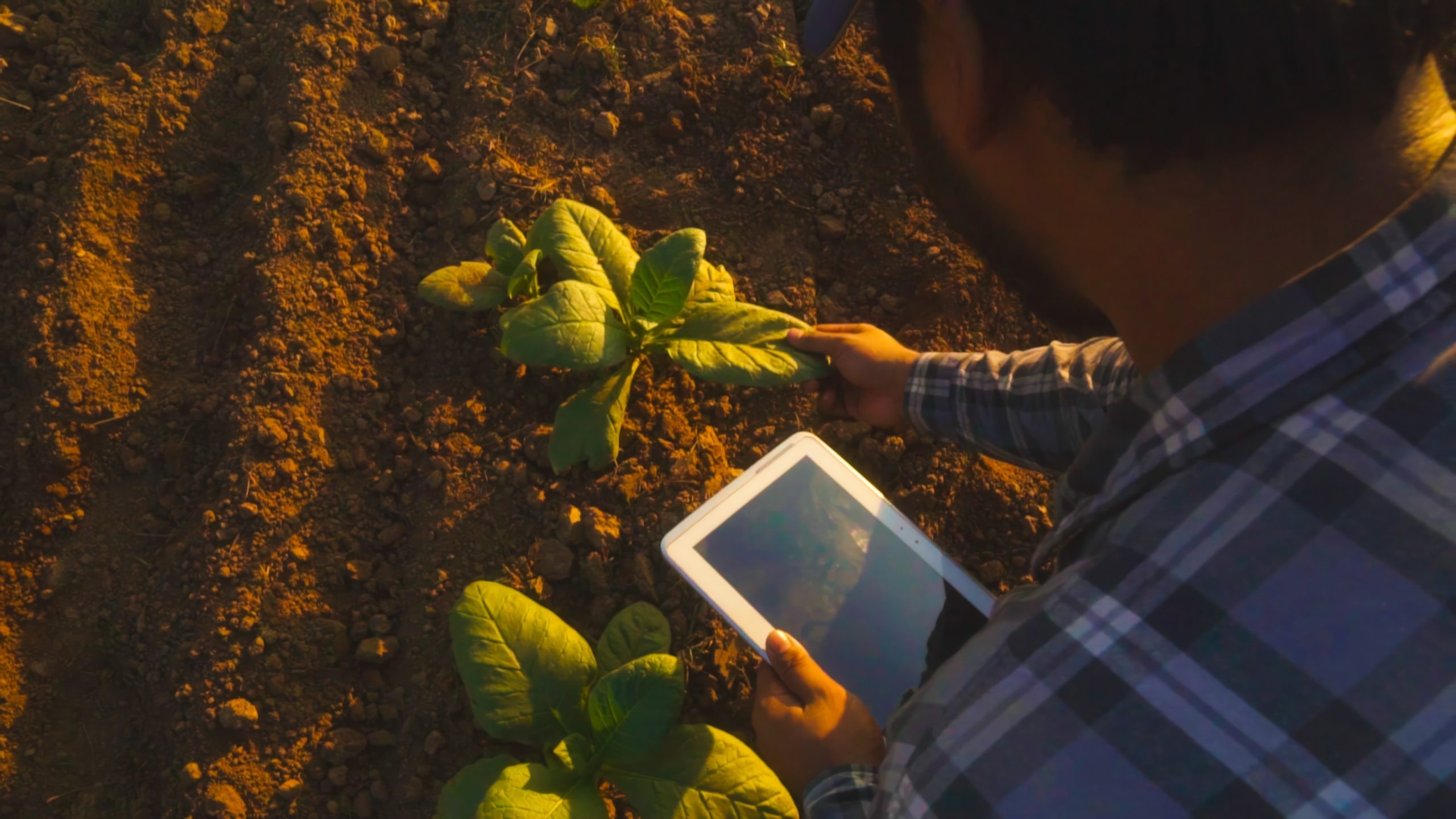 Intelligenza artificiale e agricoltura sostenibile