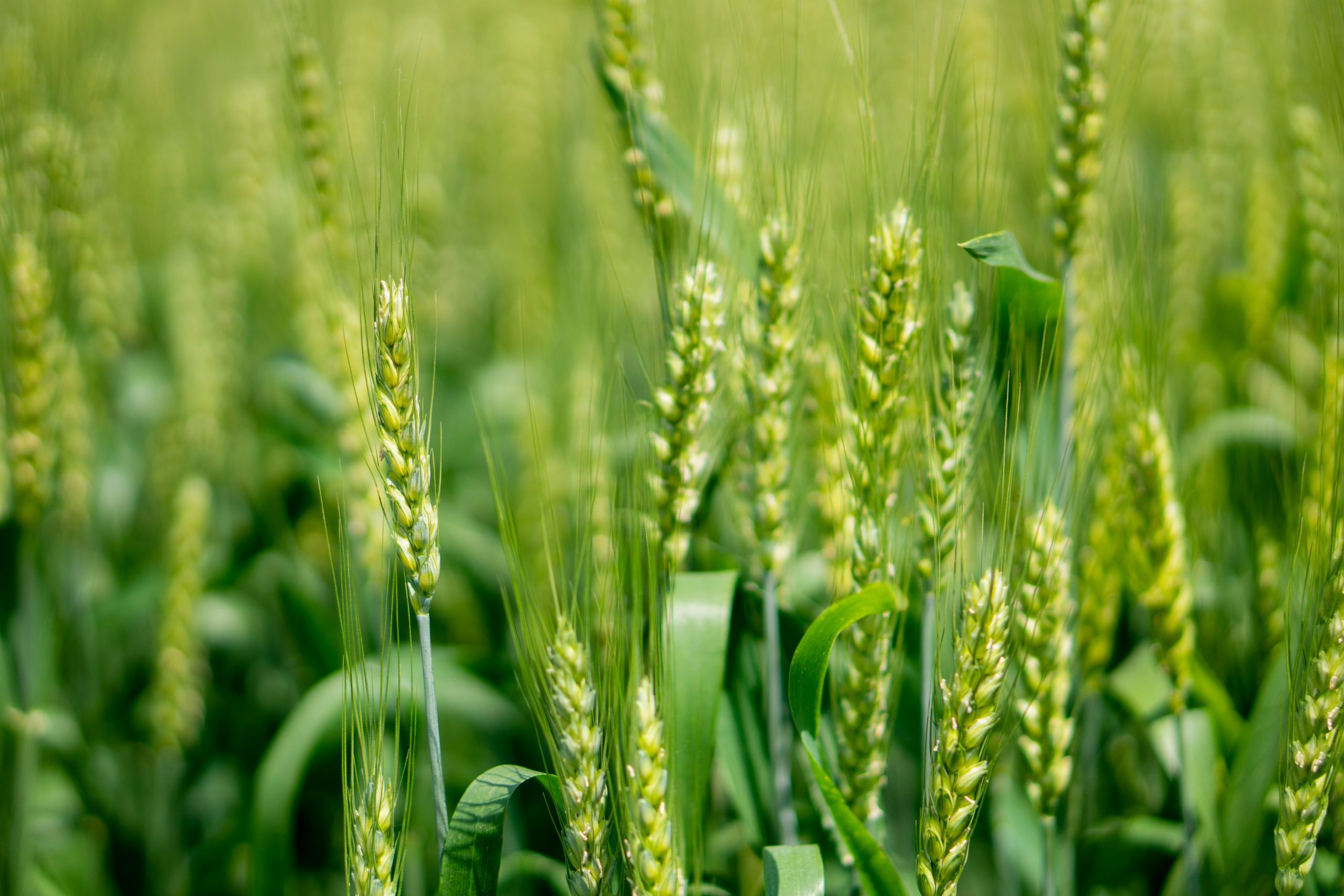 Verso il G7 Agricoltura a Siracusa, l’Italia apre una vetrina sul mondo