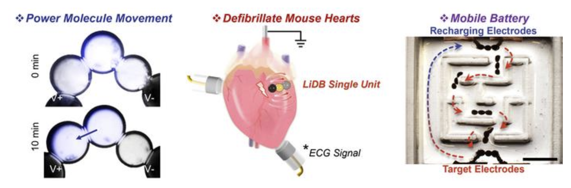 La minuscola batteria presenta importanti capacità che consentono una varietà di applicazioni biomediche, tra cui l'alimentazione del rilascio di molecole di farmaci, la defibrillazione cardiaca e la somministrazione di energia microrobotica. Credito immagine: Yujia Zhang.