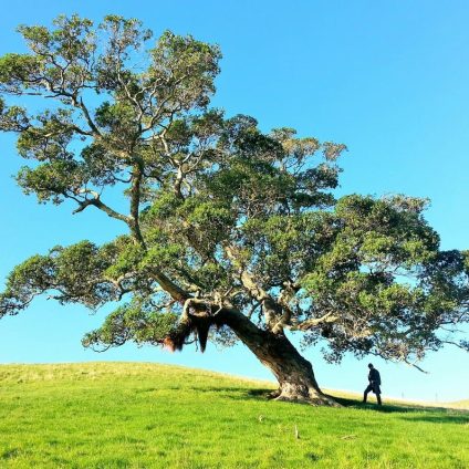 Rinnovabili • Contrasto alla deforestazione: siamo fuori strada per target 2030