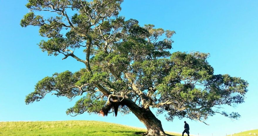 Rinnovabili • Contrasto alla deforestazione: siamo fuori strada per target 2030