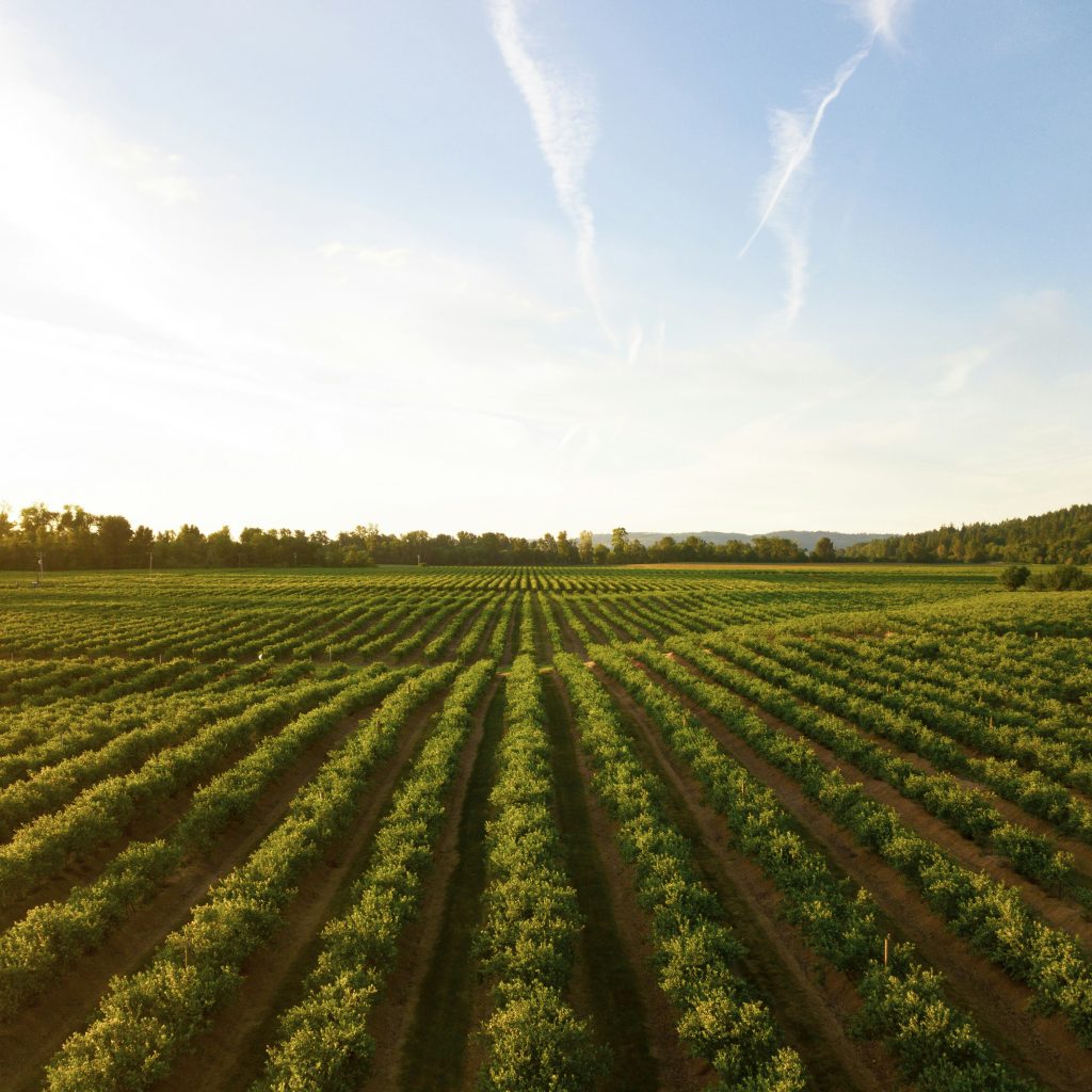 Innovazione tecnologica in agricoltura