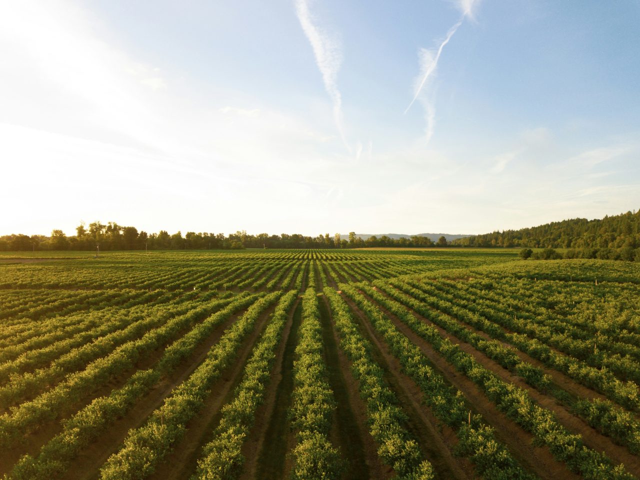 Rinnovabili • Innovazione tecnologica in agricoltura