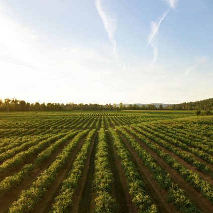 Rinnovabili • Innovazione tecnologica in agricoltura