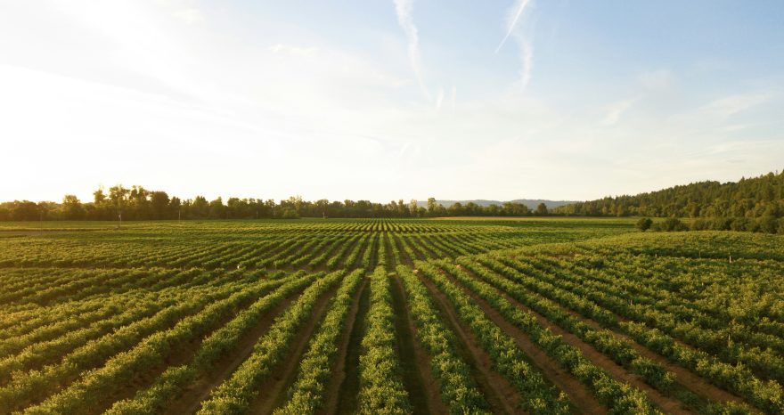 Rinnovabili • Innovazione tecnologica in agricoltura