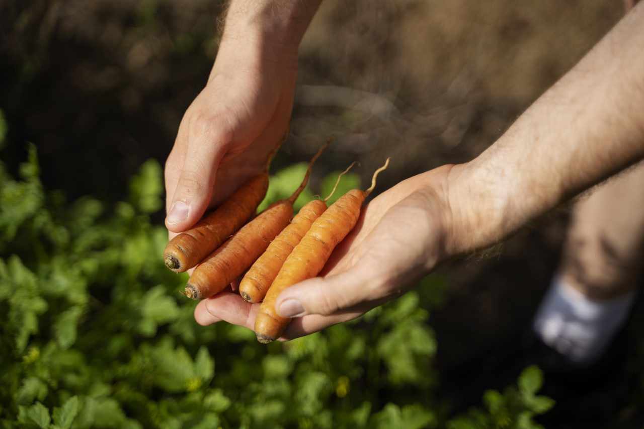 Rinnovabili • La transizione ecologica dell’agricoltura diventa agroecologica