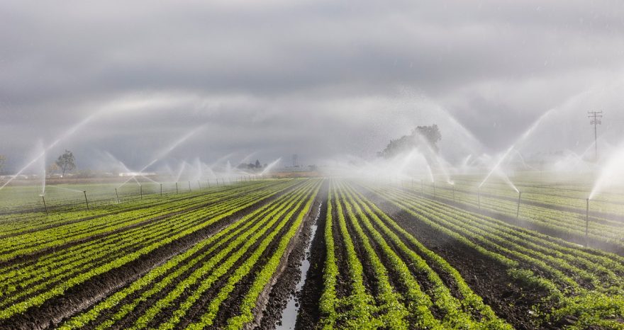 Rinnovabili • Forum Acqua, l’impronta idrica dell’agricoltura