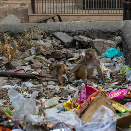 Rinnovabili • In India le donne creano lavoro dalla raccolta dei rifiuti in plastica