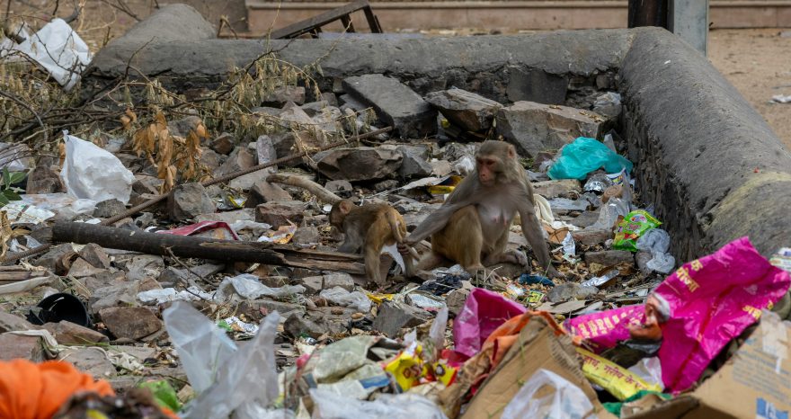 Rinnovabili • In India le donne creano lavoro dalla raccolta dei rifiuti in plastica