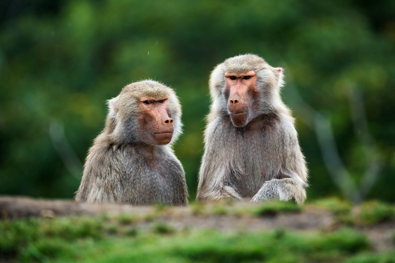 Rinnovabili • Minacce alla biodiversità: il 18% delle aree più preziose è a rischio