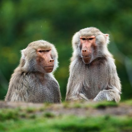 Rinnovabili • Minacce alla biodiversità: il 18% delle aree più preziose è a rischio