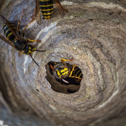 Rinnovabili • Un'agricoltura sana ha bisogno delle vespe