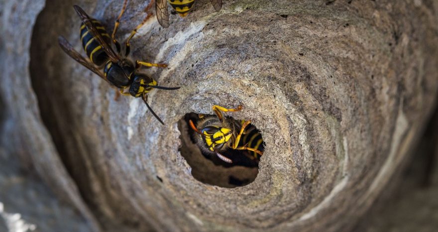 Rinnovabili • Un'agricoltura sana ha bisogno delle vespe