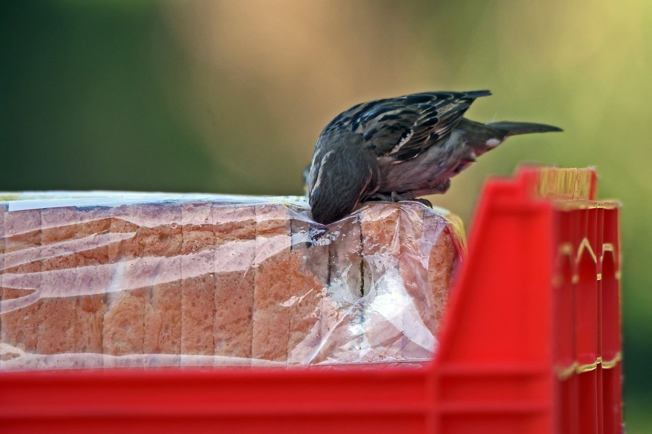 Rinnovabili • Plastica al supermercato, oltre il 50% del packaging dei prodotti alimentari è inutile