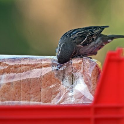 Rinnovabili • Plastica al supermercato, oltre il 50% del packaging dei prodotti alimentari è inutile