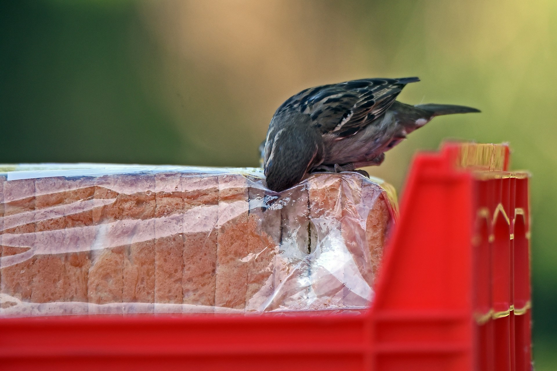 Plastica al supermercato, oltre il 50% del packaging dei prodotti alimentari è inutile