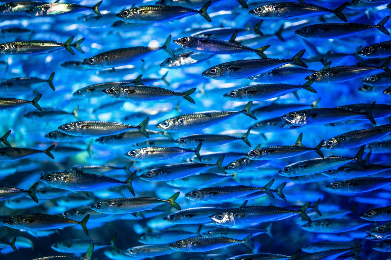 Rinnovabili • Squame di sardine, le mille applicazioni di uno scarto