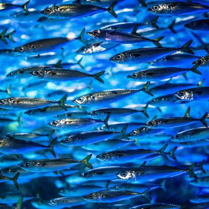 Rinnovabili • Squame di sardine, le mille applicazioni di uno scarto