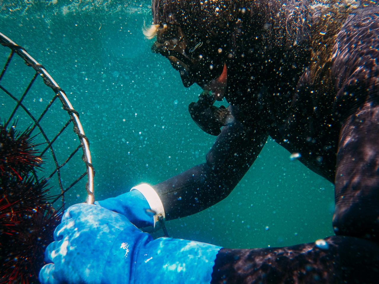 Rinnovabili • Acquacoltura in oceano aperto, una grande sfida per l’alimentazione globale