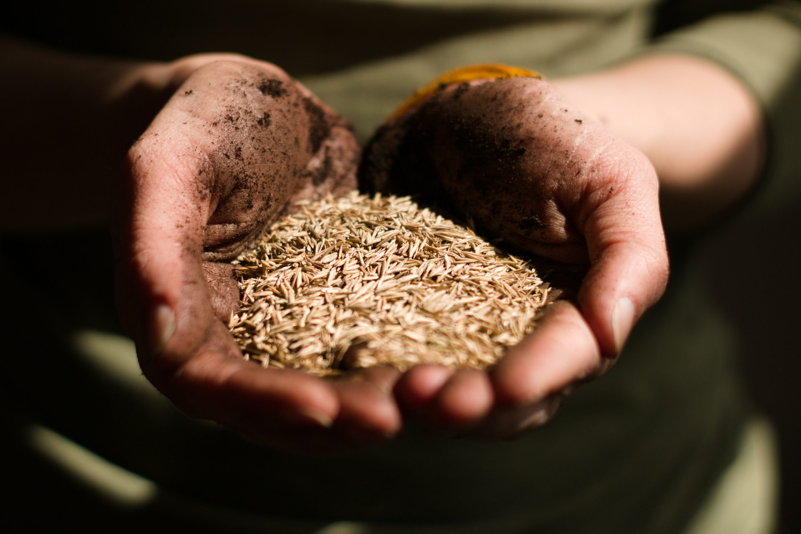 Sementi, filiera strategica per l’agricoltura