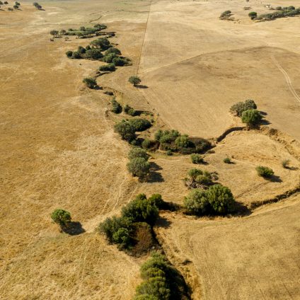 Rinnovabili • Danni da siccità, destinati 127 milioni di euro alle imprese agricole di Sud e Isole