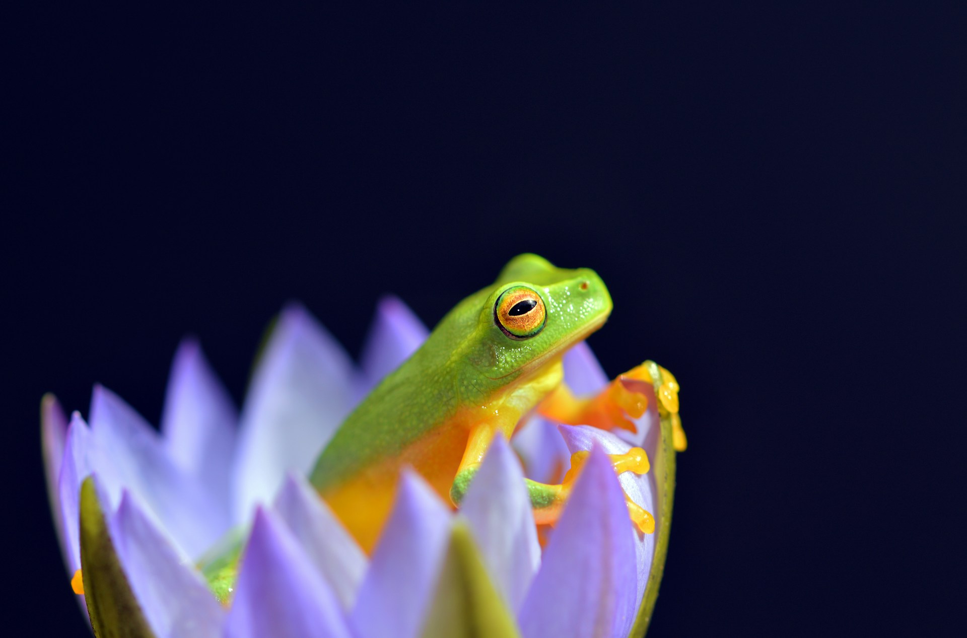 Biodiversità: nuovo rapporto IPBES, come invertire perdita di natura