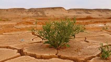 Rinnovabili • L’agricoltura fa un bilancio dei danni nel 2024: gli aiuti sono sufficienti?