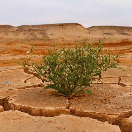 Rinnovabili • L’agricoltura fa un bilancio dei danni nel 2024: gli aiuti sono sufficienti?