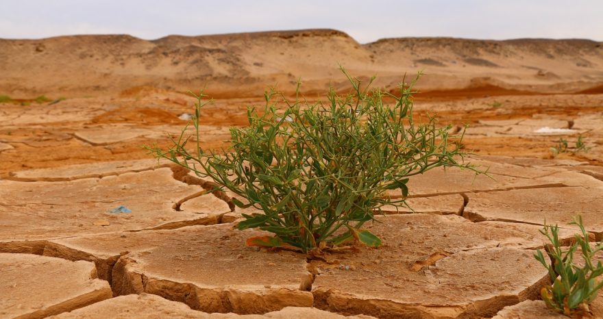 Rinnovabili • L’agricoltura fa un bilancio dei danni nel 2024: gli aiuti sono sufficienti?