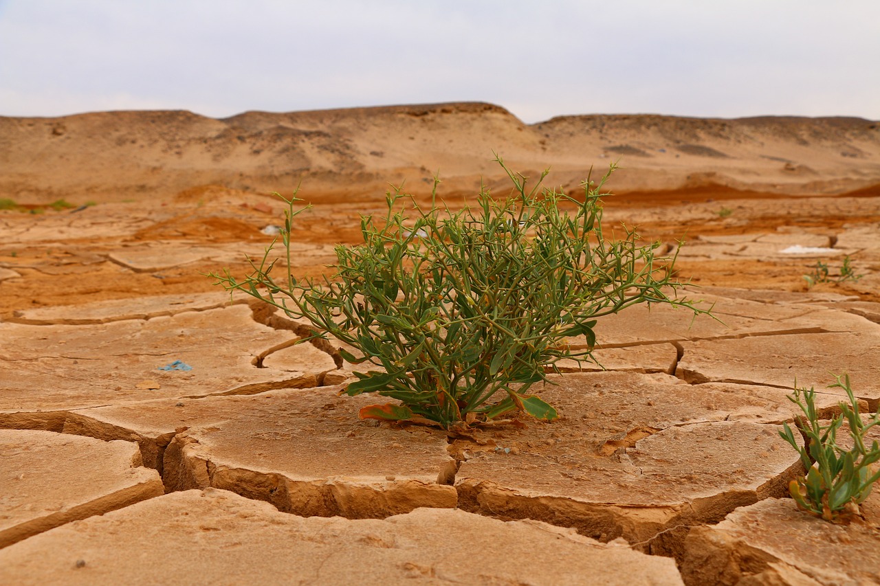 Rinnovabili • L’agricoltura fa un bilancio dei danni nel 2024: gli aiuti sono sufficienti?