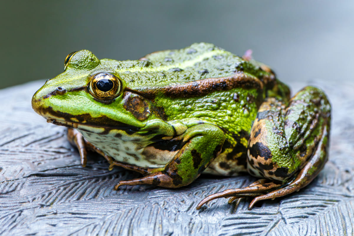 Rinnovabili • Estinzioni dovute ai cambiamenti climatici: rischia 1 specie su 3