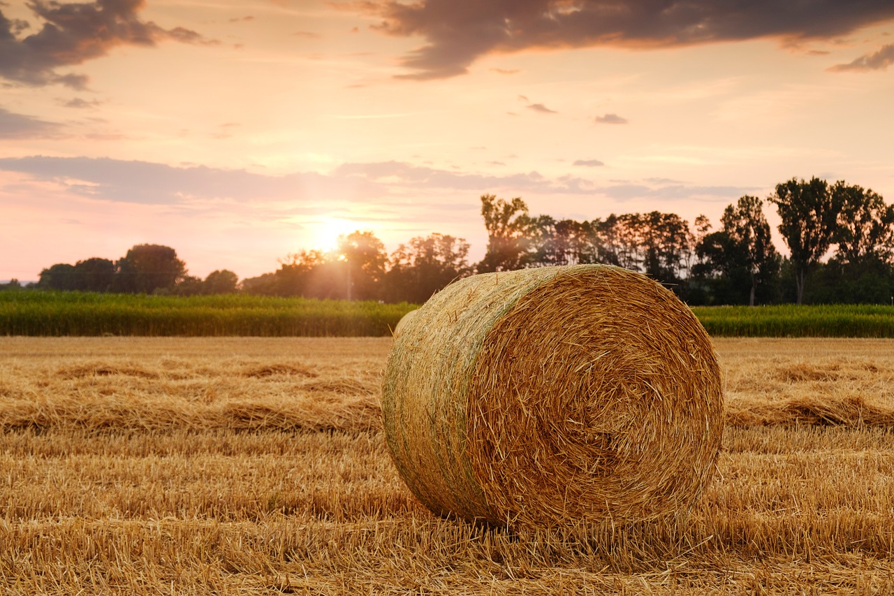 Rinnovabili • Agrifood Forum 2025, torna l’evento sulla sostenibilità agroalimentare di Rinnovabili