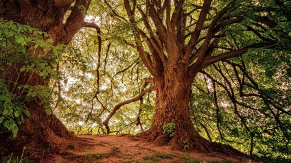 Rinnovabili • Foreste e cambiamento climatico, l’eterogeneità come possibile strategia di difesa