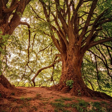 Rinnovabili • Foreste e cambiamento climatico, l’eterogeneità come possibile strategia di difesa