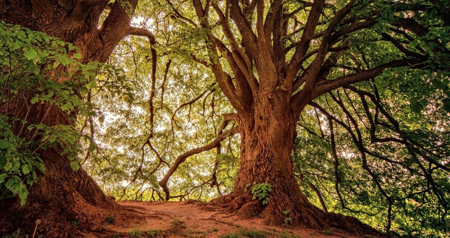 Rinnovabili • Foreste e cambiamento climatico, l’eterogeneità come possibile strategia di difesa