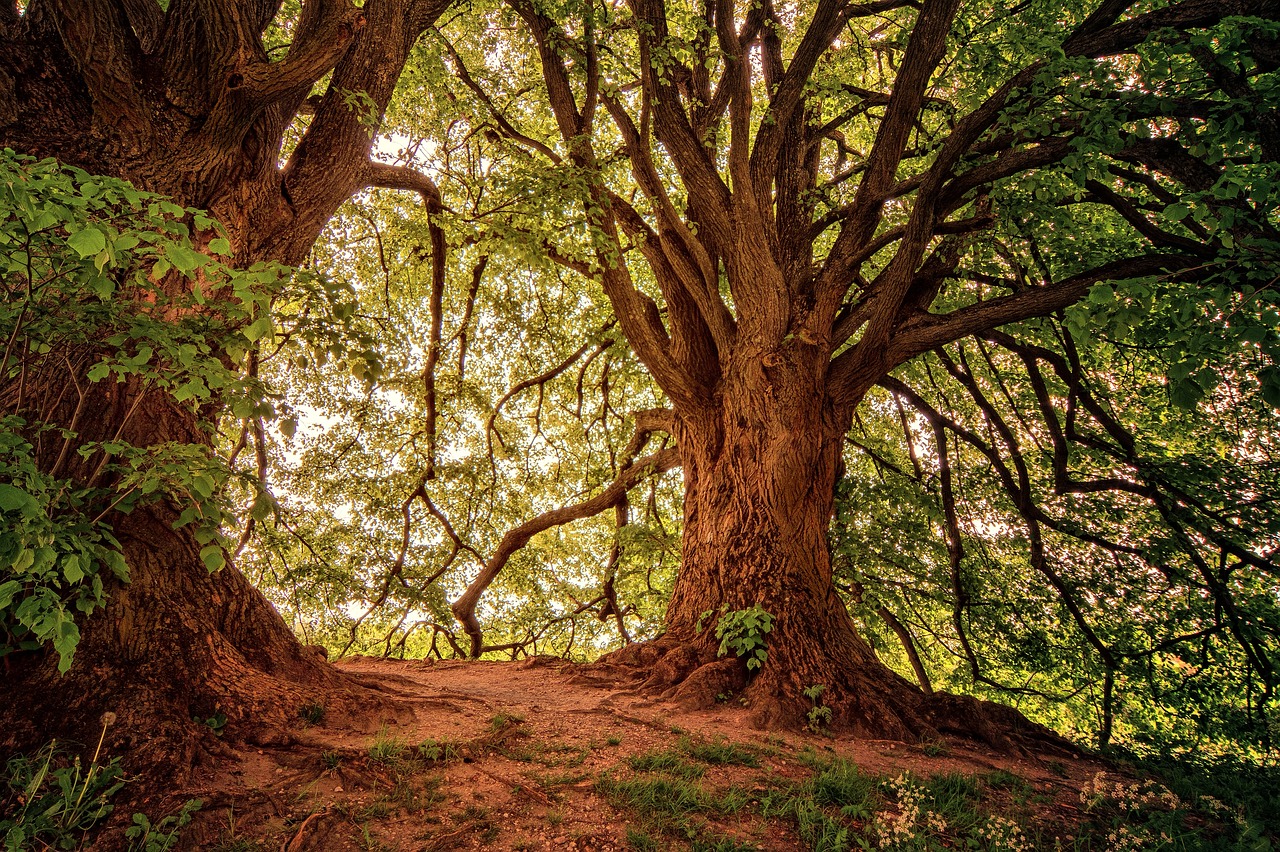 Rinnovabili • Foreste e cambiamento climatico, l’eterogeneità come possibile strategia di difesa