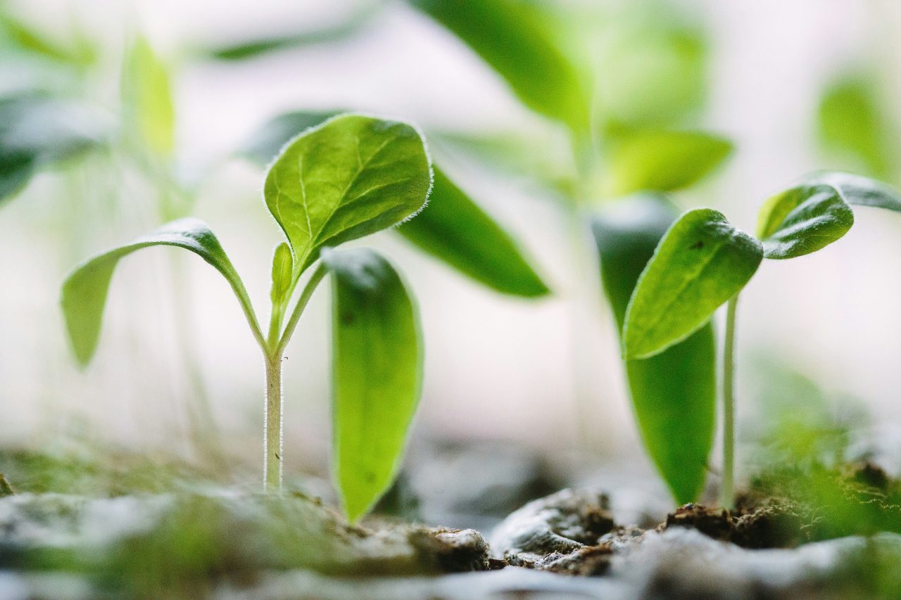 Rinnovabili • Agricoltura sostenibile e agroecologia, le posizioni della ricerca