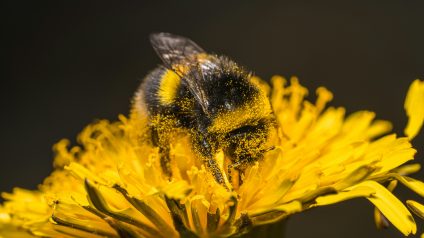 Rinnovabili • Nasce in Canada un laboratorio per l’allevamento dei bombi dalla fascia gialla