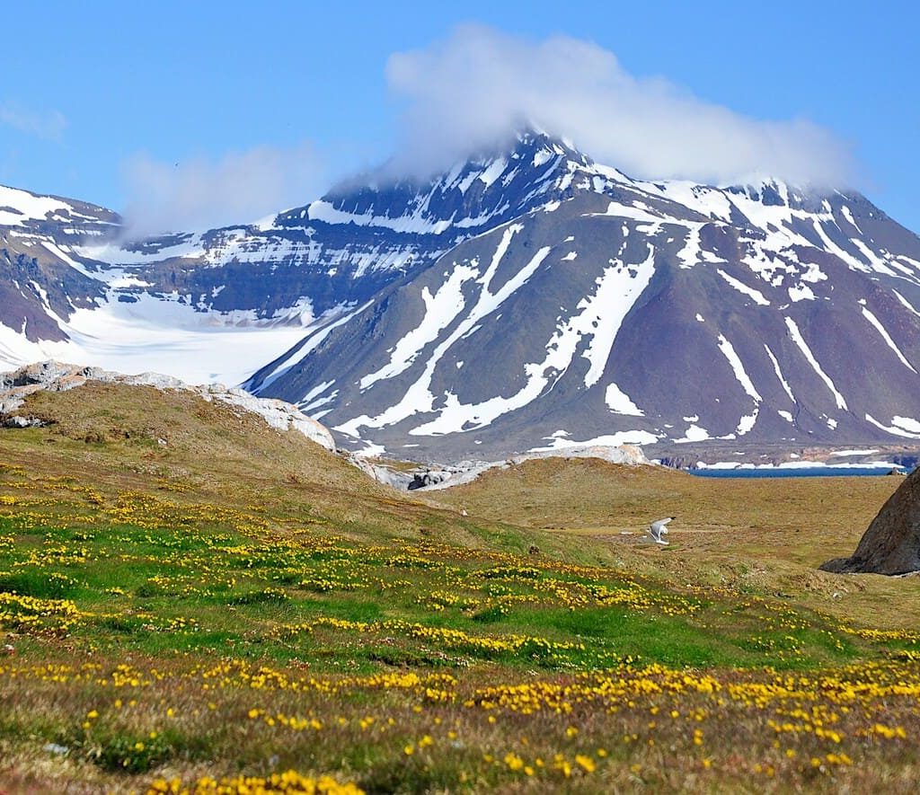 Tundra artica: ora emette più CO2 di quanta ne cattura