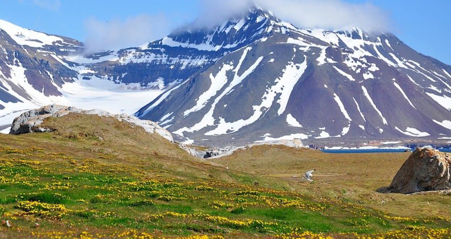 Rinnovabili • Tundra artica: ora emette più CO2 di quanta ne cattura